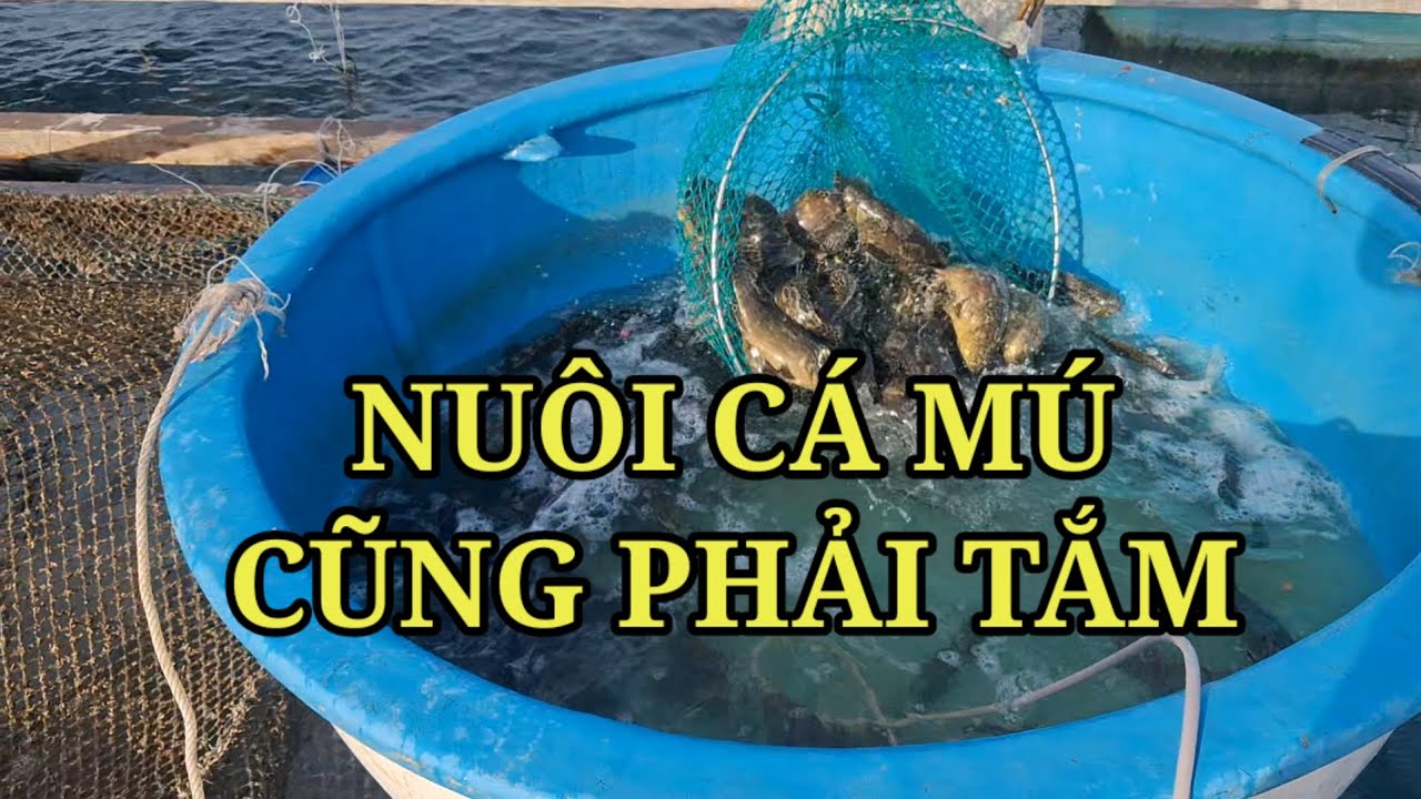 TẮM CÁ MÚ | Du vlogs