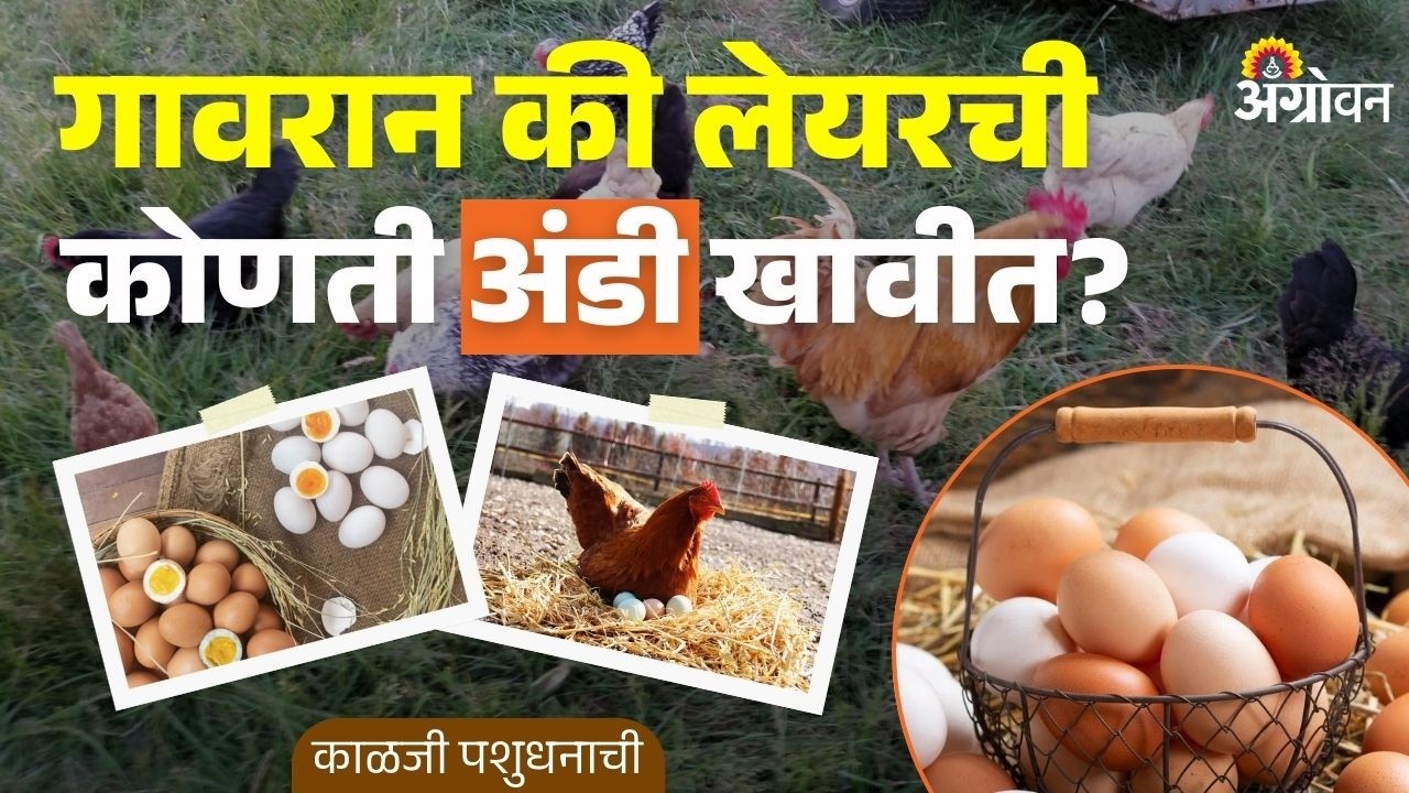 Eggs Nutrition: गावरान अंड्यामध्ये खरंच जास्त पोषण असतं का? | Agrowon