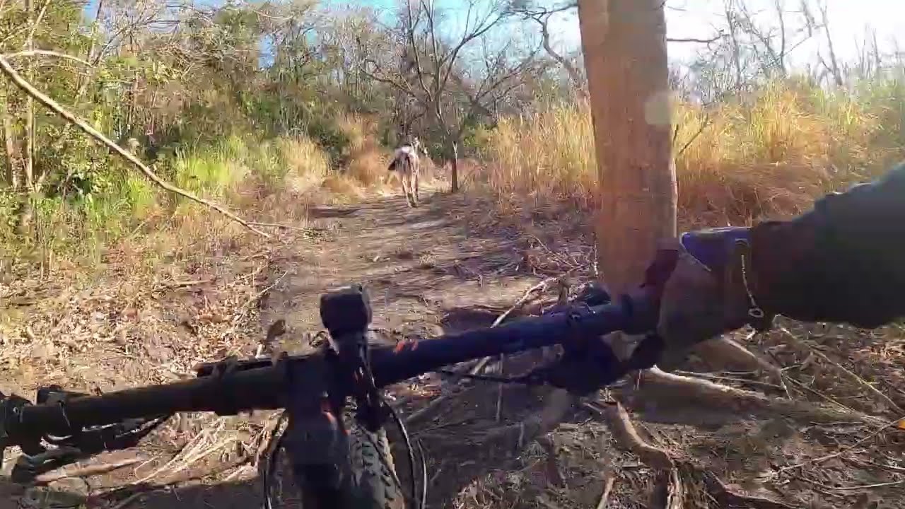 Trail Horse