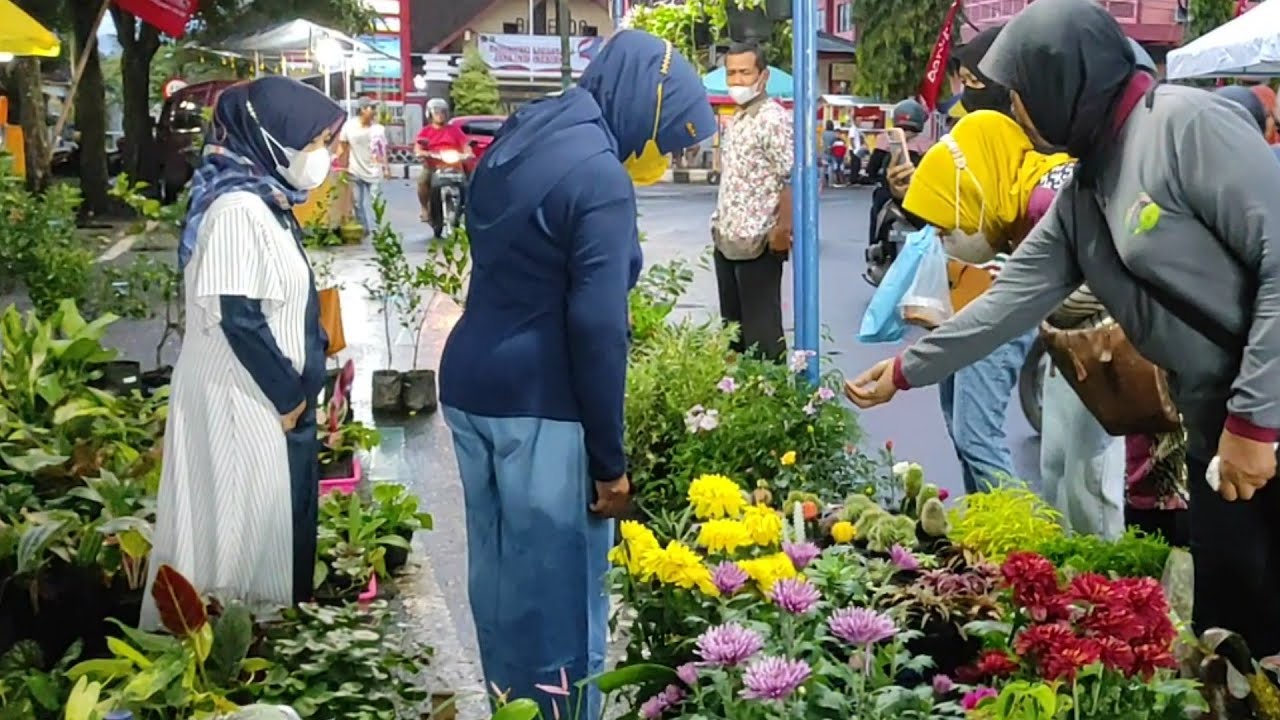 Aneka Tanaman Hias Cantik Dan Murah Ada Di Sini