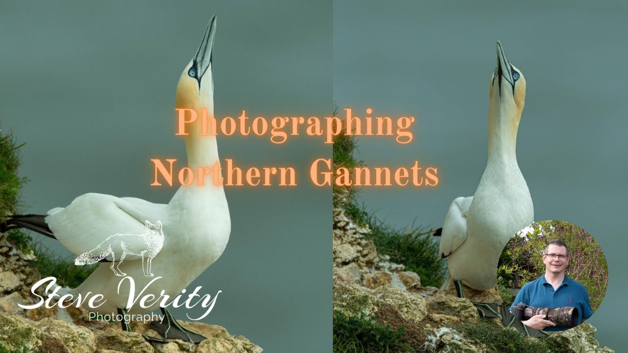 Photographing Northern Gannets