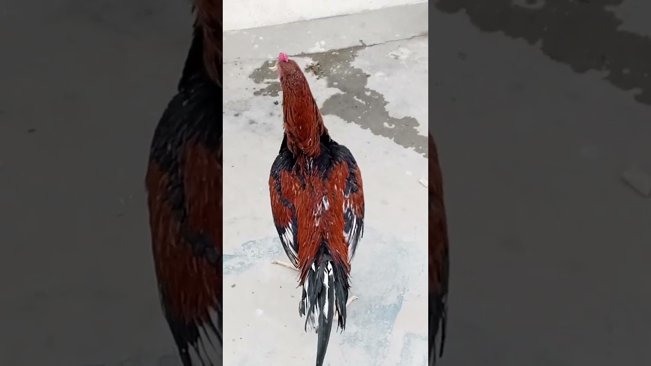 Sindh Pure Jagiri Laal Paar Aseel 