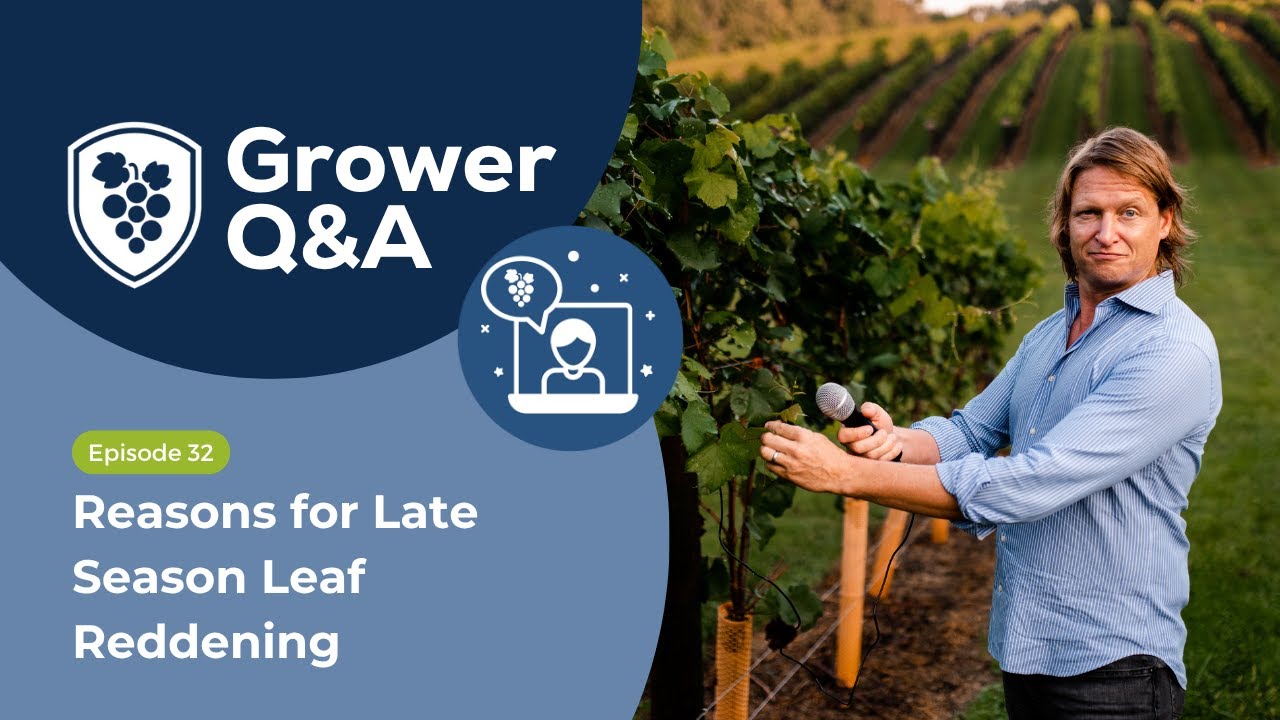 Grower Q&A Ep32 - Reasons for Late Season Leaf Reddening #viticulture #grapegrowing