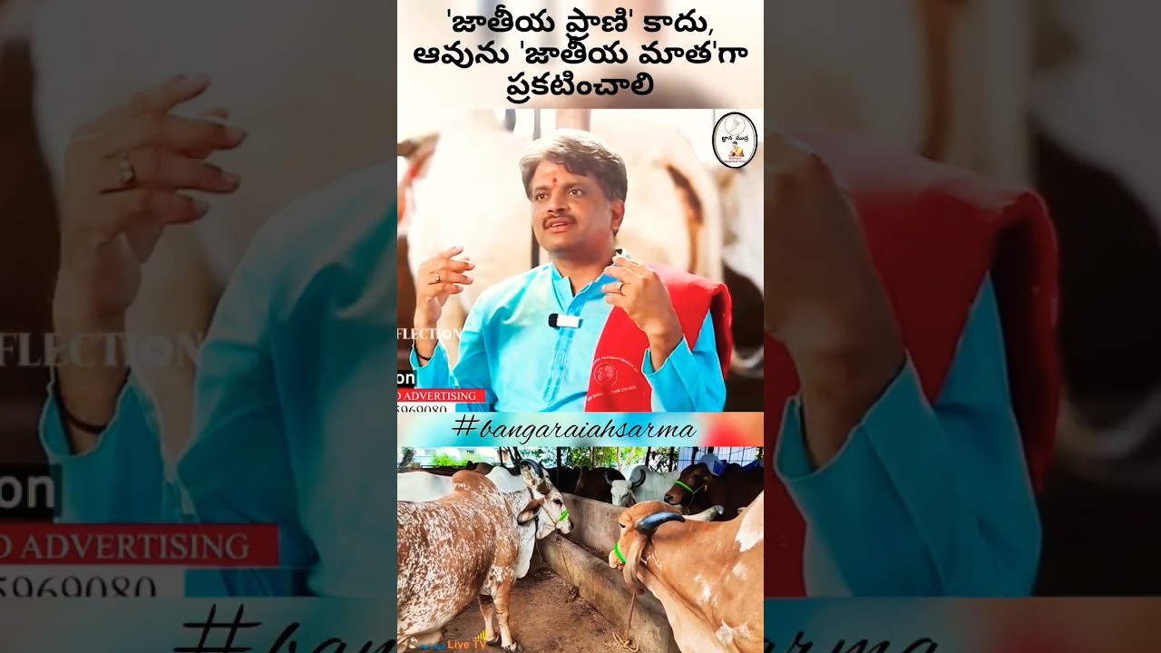 Must Declare COW as 'National Mother' 