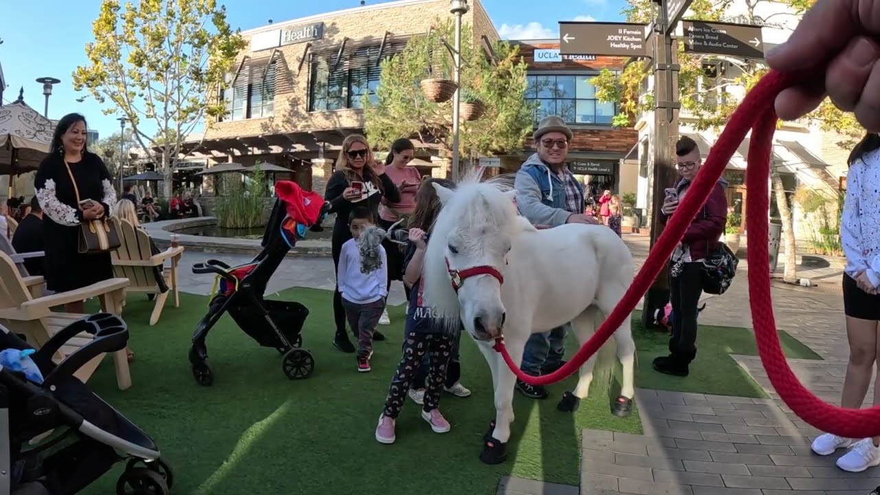 Lt. Rowdy Mini Horse Visiting Westfield Topanga Village (19)
