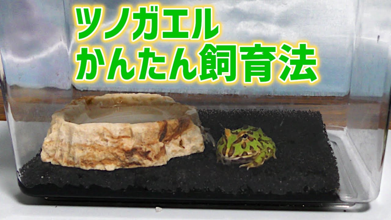 ツノガエルの飼育法【初心者向け】