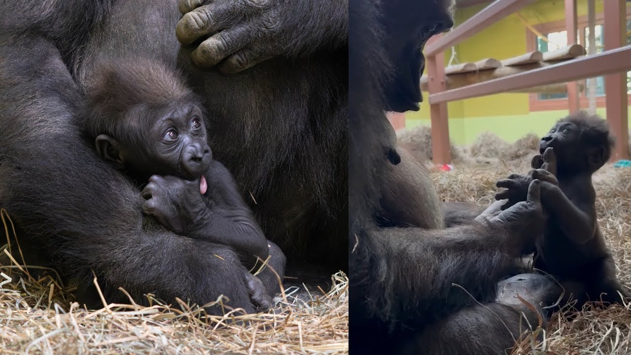Baby Gorilla&rsquo;s First Standing Lesson With Mom 🦍💙