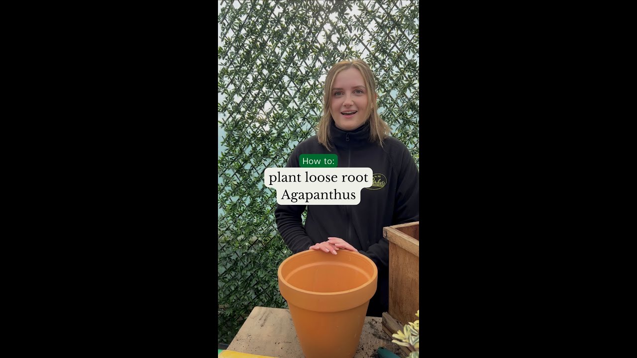 How to plant Agapanthus! 💚