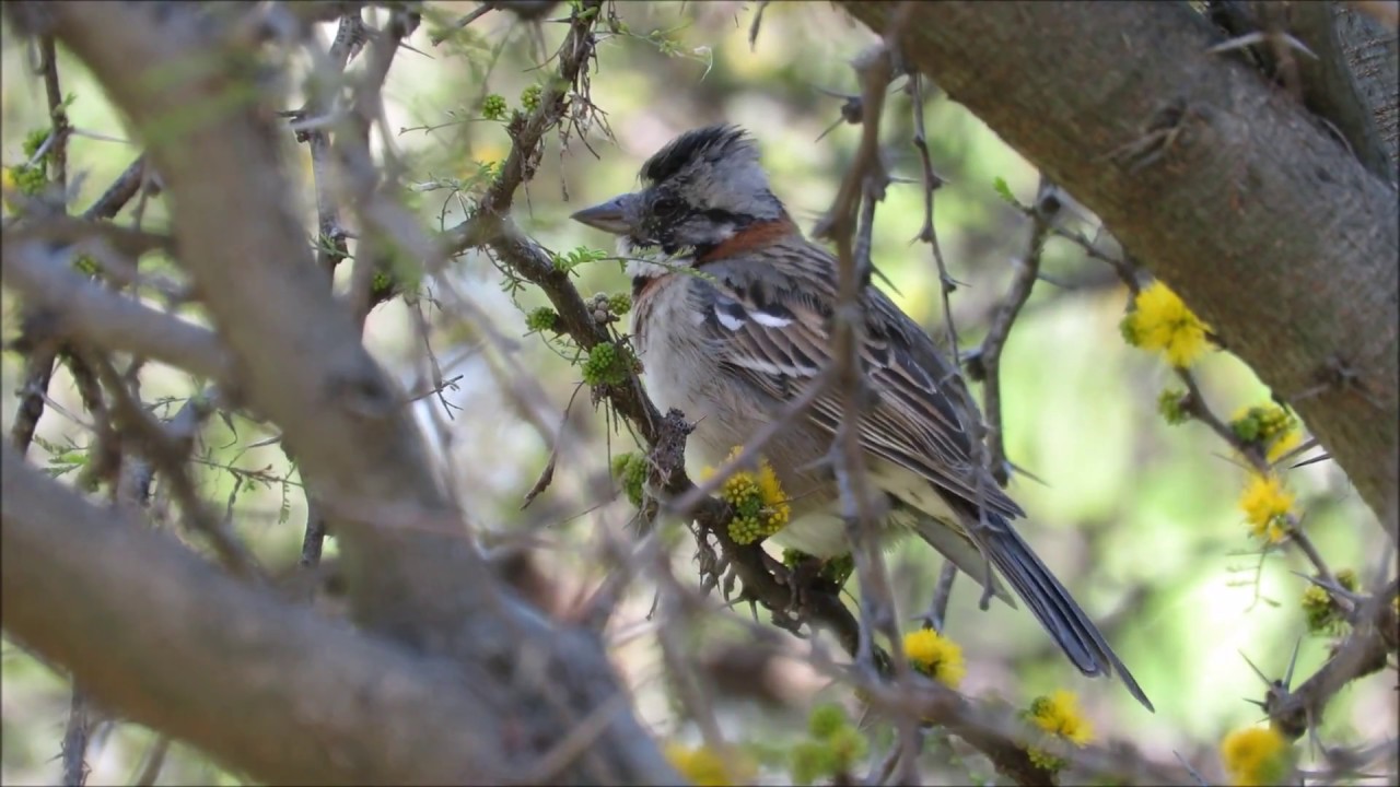 Rufous-collared Sparrow (Zonotrichia capensis) | Chincol | Bosque Santiago (CHILE)
