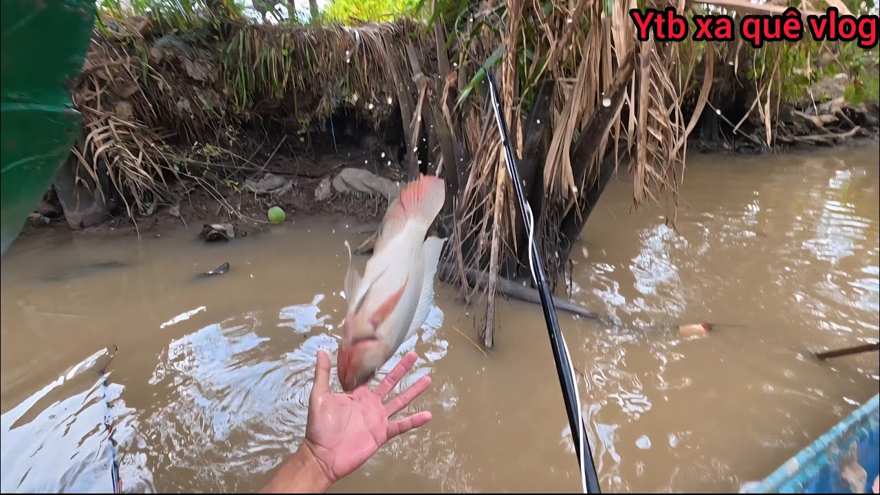 Chích Cá đồng trên sông tex thử máy cơ | xa quê vlog