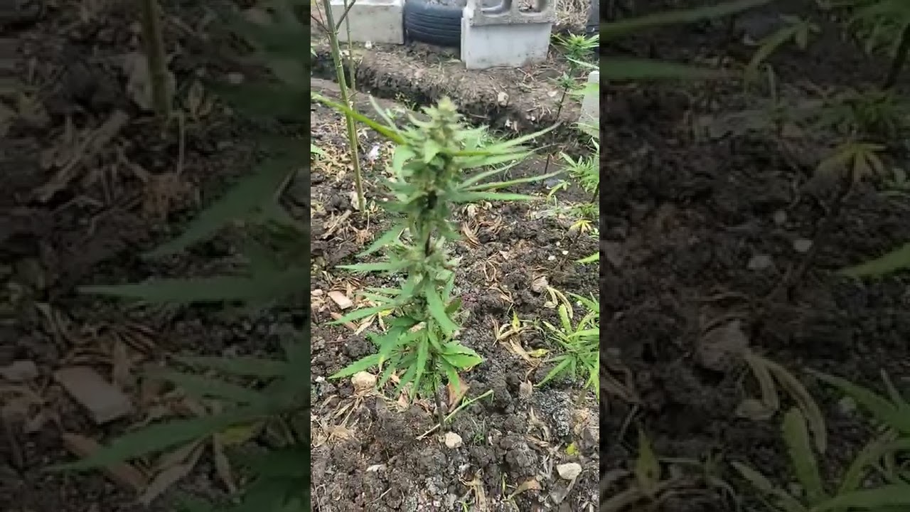 marijuana #OGKUSH #OUTDOOR 🇯🇲🇯🇲🇯🇲🇯🇲
