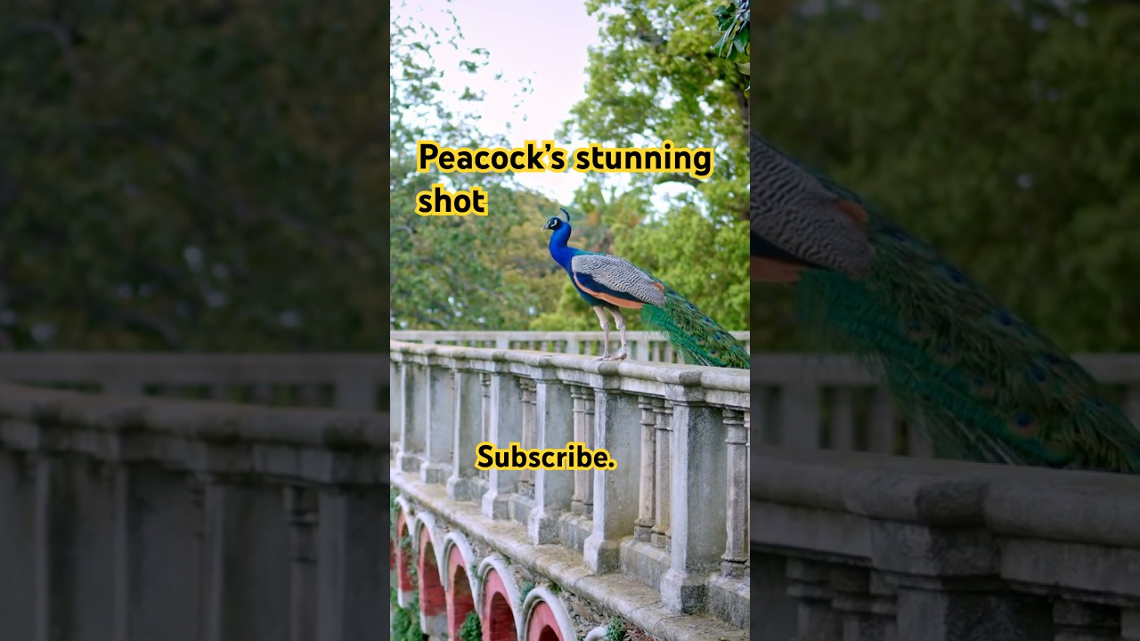 This  Peacock's Beauty Will Mesmerize You 