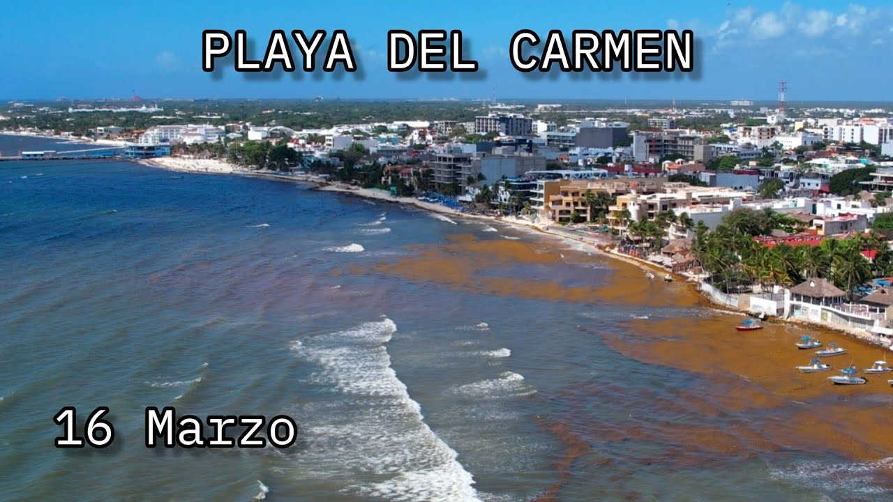 PLAYA DEL CARMEN HOY 16 Marzo   SARGAZO ?  How is playa del carmen? 