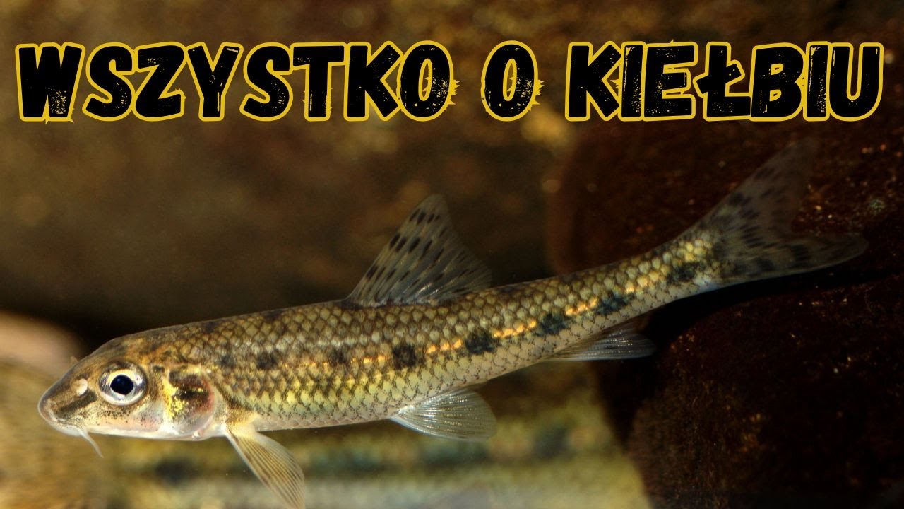 kiełbie w naszych wodach, KTÓRE z nich SĄ POD OCHRONĄ? / odc. 199