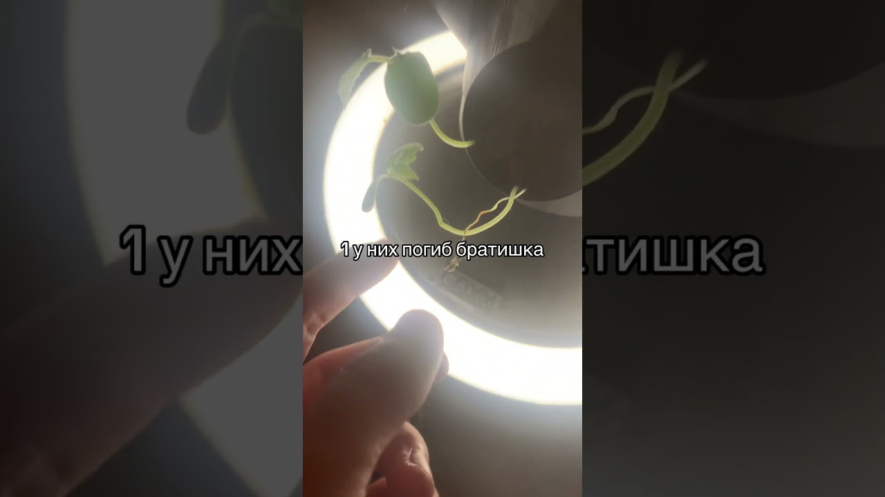 Первая неделька поселения огурчиков #3dprinting #pon #bio #air #green #mj #grow