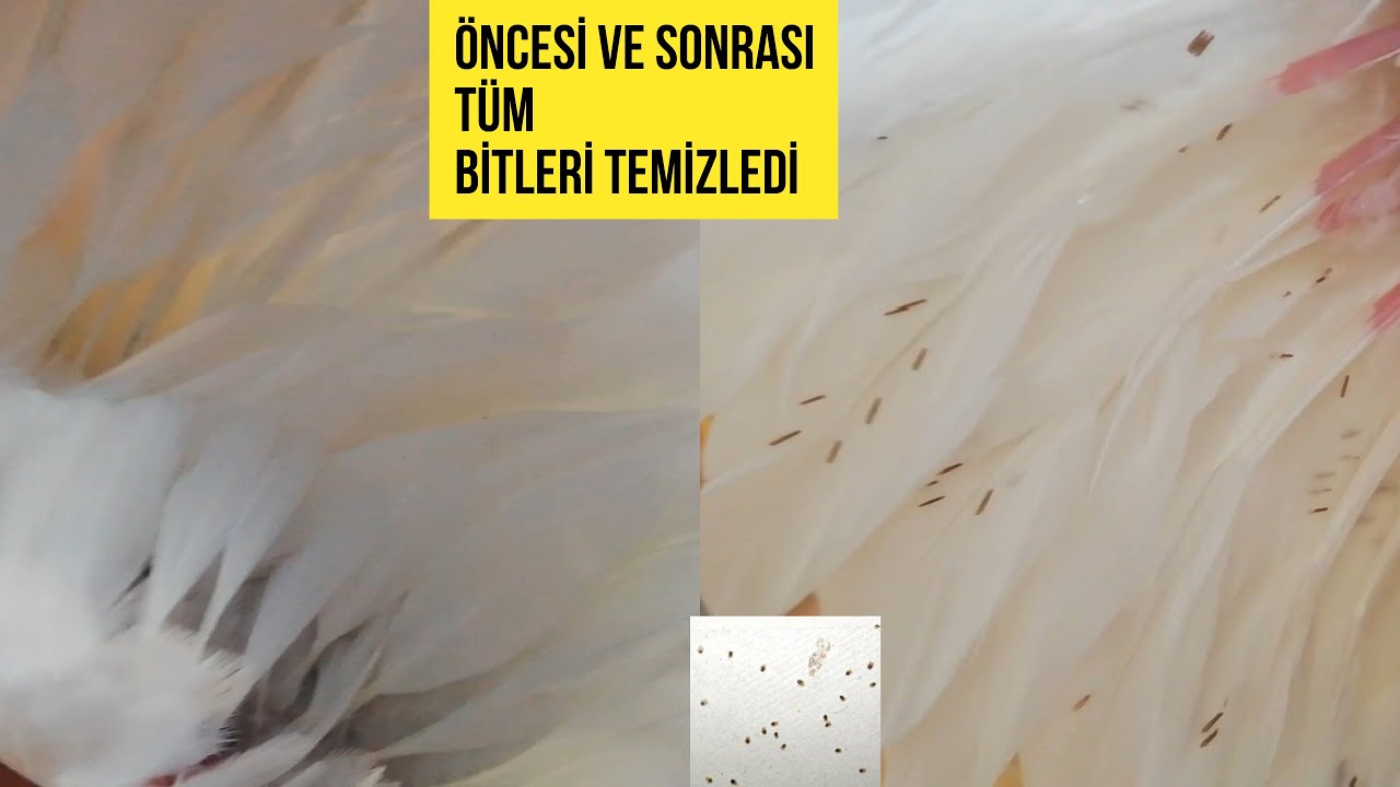 GÜVERCİNLER BİTLENME SORUNU %100 KURTUL VE BASİT ÇÖZÜMÜ 7 GÜNLÜK ÜRETİM HANE GELİŞİMİ