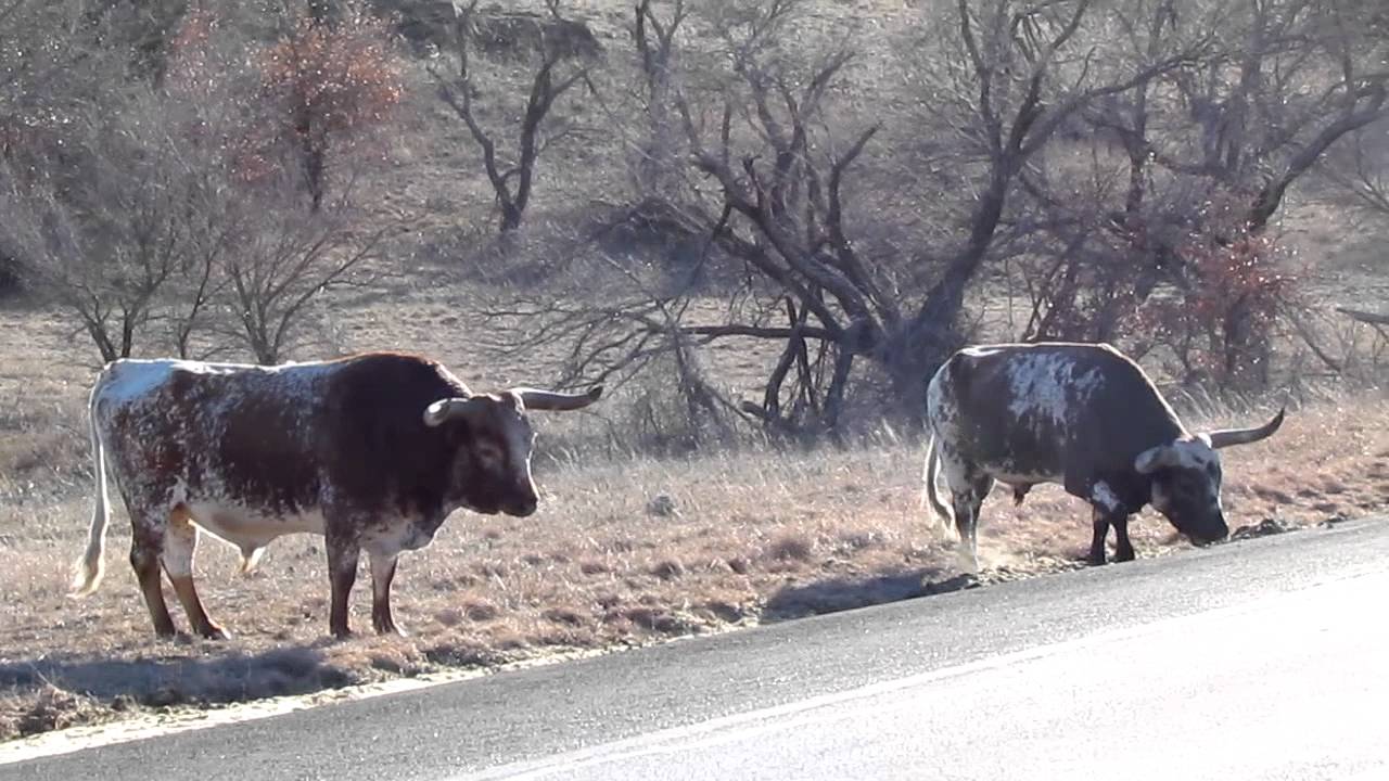 Longhorn Bull with a real bad attitude, out in the Wichita Mountains in Oklahoma !