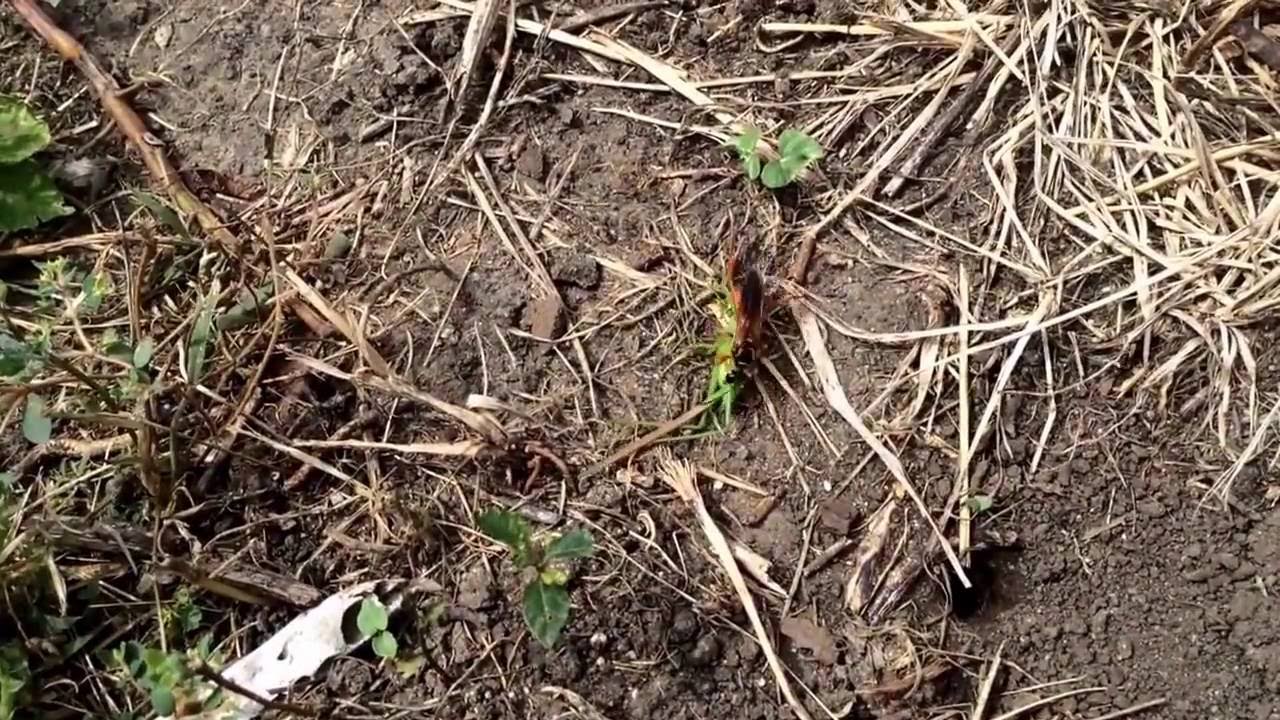 Great golden digger wasp, sphex experiment #1