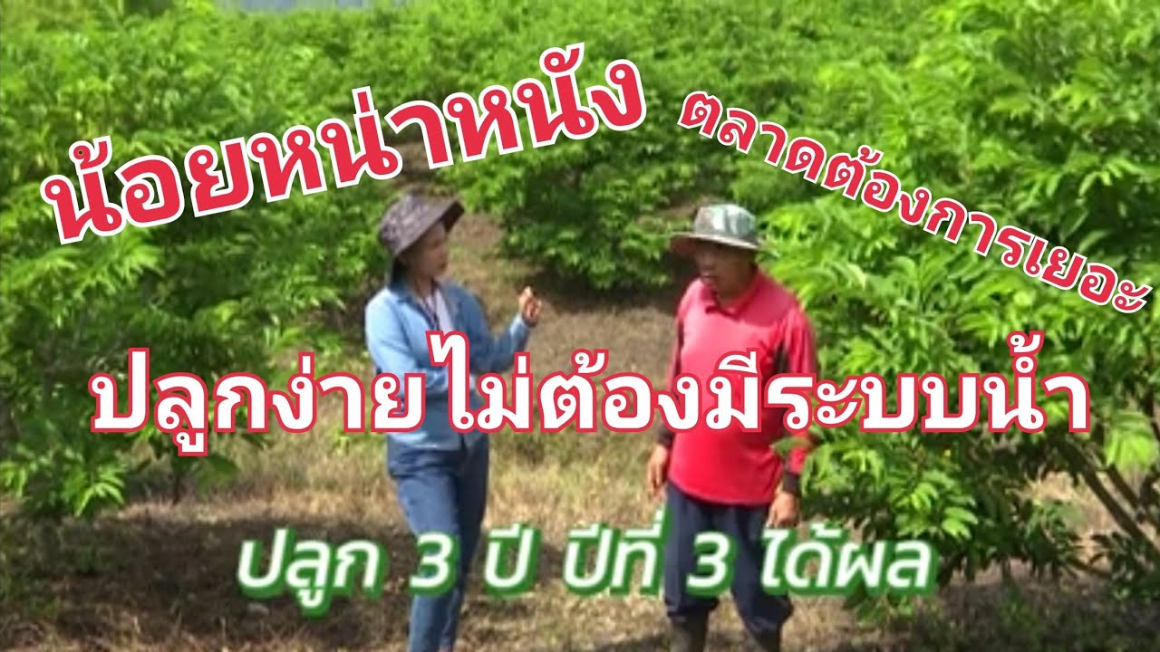 น้อยหน่าหนัง