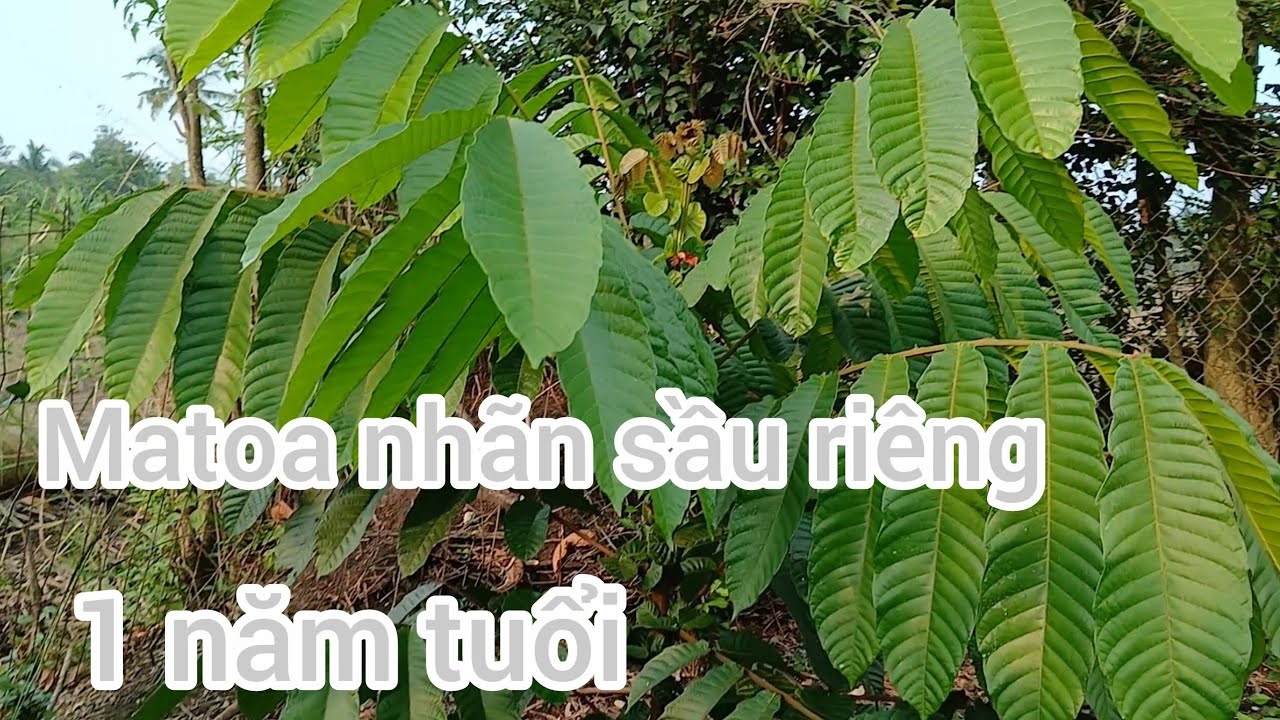 Matoa nhãn sầu riêng 1 năm tuổi #matoa #nhansaurieng 