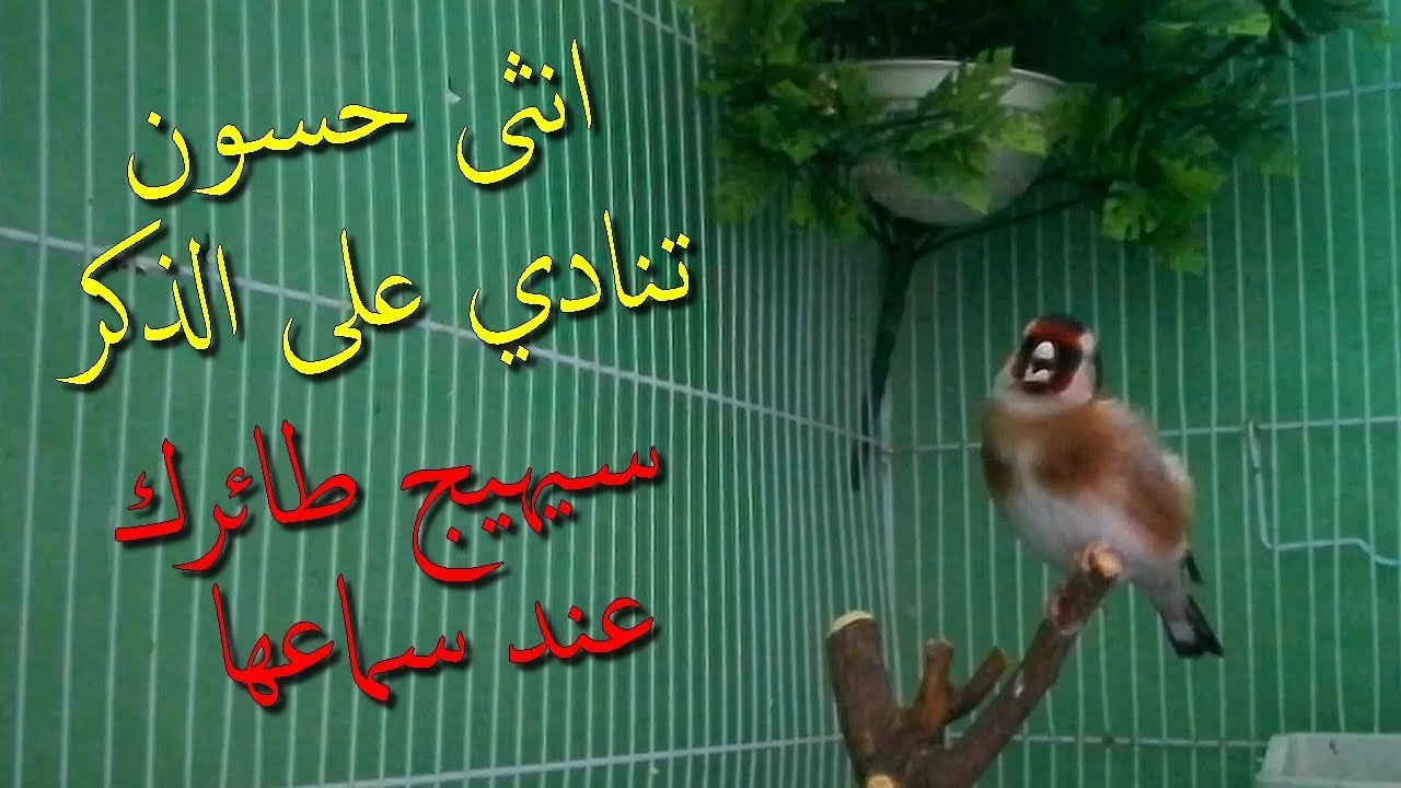 نداءات وبتبتات انثى الحسون