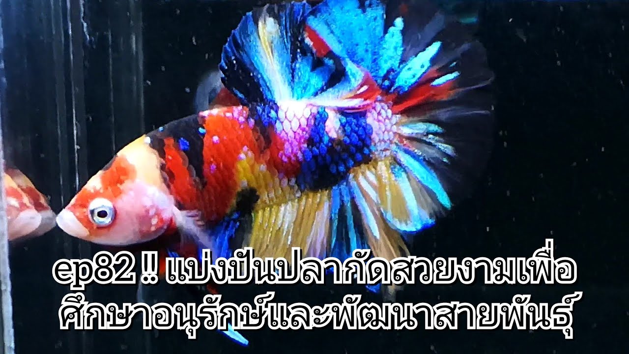 ep82 !! แบ่งปันปลากัดสวยงามเพื่อศึกษาอนุรักษ์และพัฒนาสายพันธุ์ #ปลากัดสวยงาม #เพาะปลากัด #betta