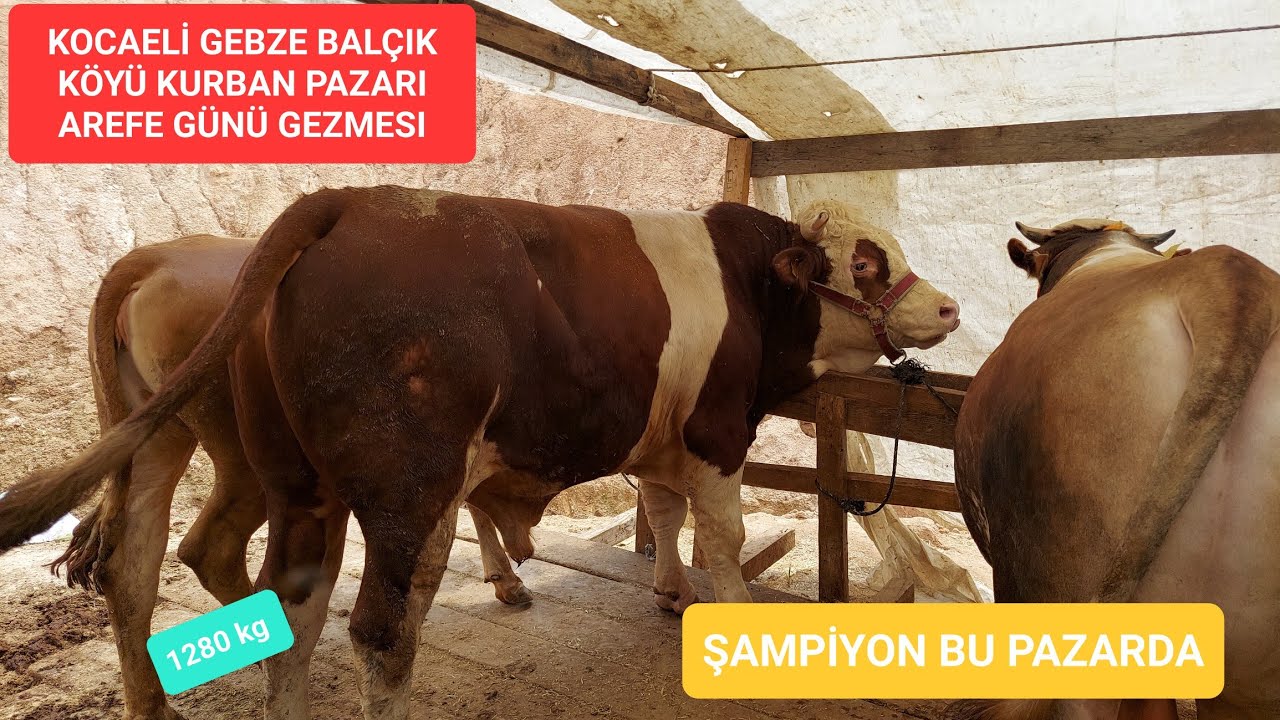 KOCAELİ BALÇIK KÖYÜ KURBAN PAZARI AREFE GÜNÜ GEZMESI
