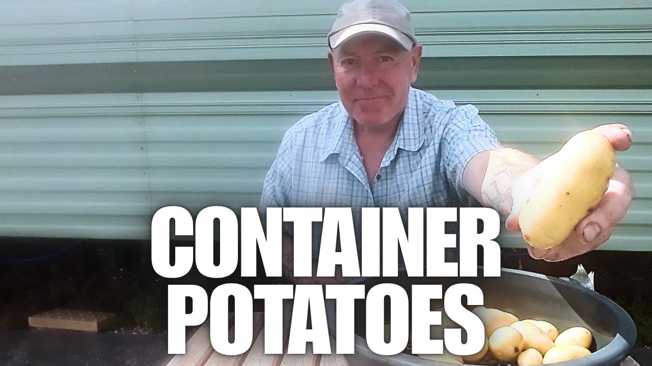 Grow Potatoes in Small Containers [Container Gardening ]