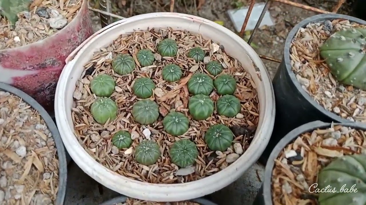 1st Update ngayong 2026 sa ating mini garden 🌵🩵 #cactus #plants #succulent #viralvideo 