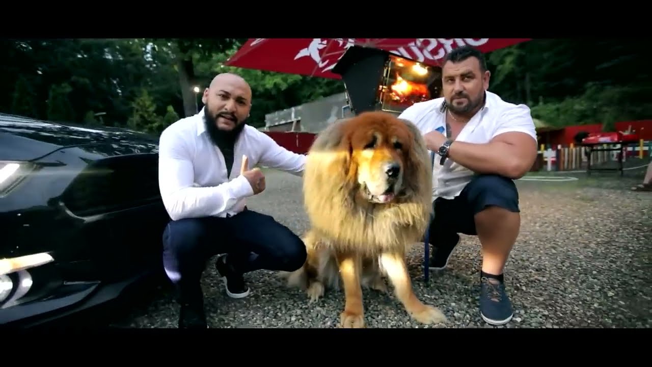 Dani Mocanu - Campion  | Official Video