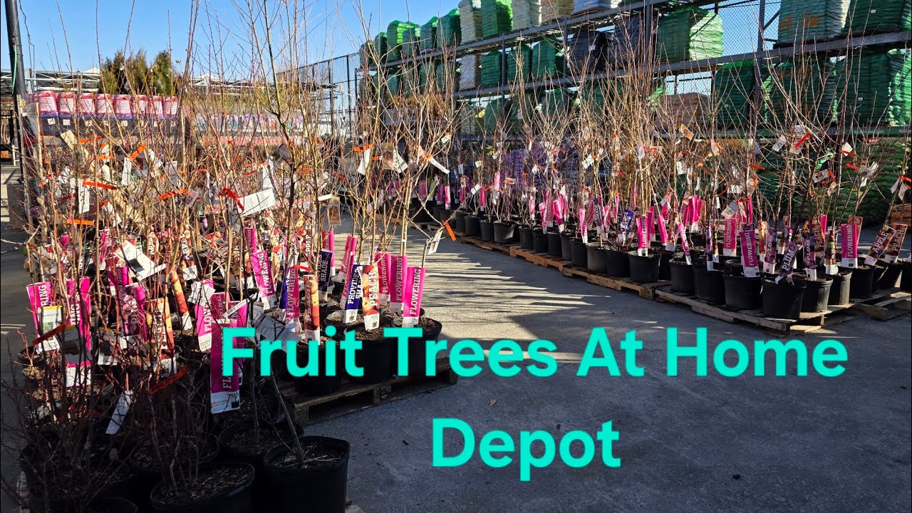 2026 Home Depot Fruit Trees Have Landed in Stores.