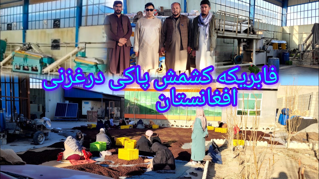 مکمل ترین گزارش ازفابرکه کشمش پاکی انجنیر همدم درولایت زیبای غزنی افغانستان