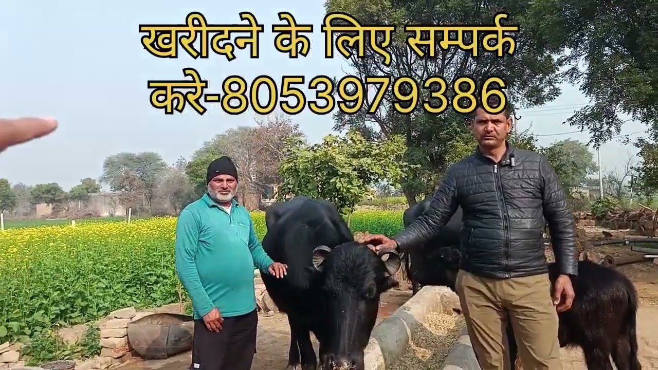 For Sale : Murrah Buffalo in Haryana. ?? लीटर दूध वाली मुर्रा भैंस बिक्री में। #buffalo #murrah