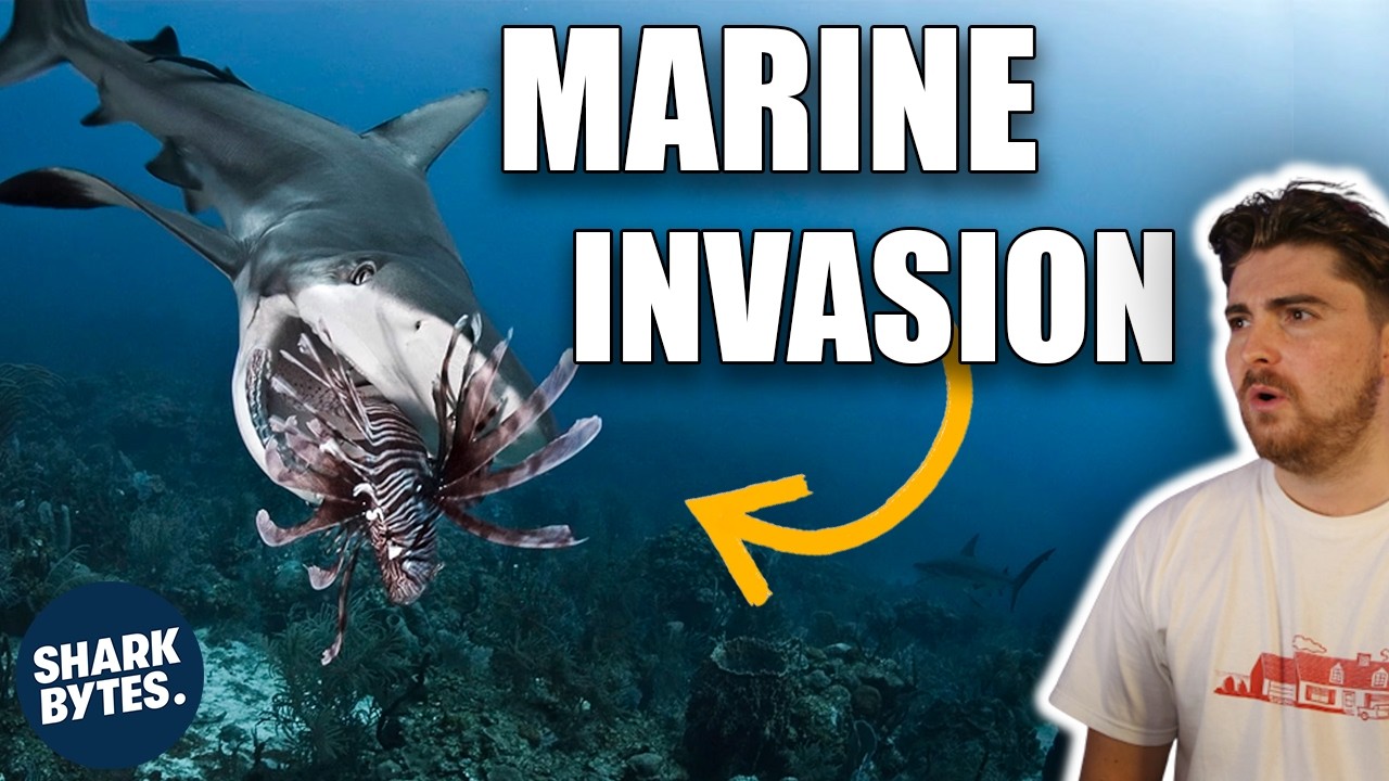 Divers Trained Sharks to Save the Ocean, And It BACKFIRED!