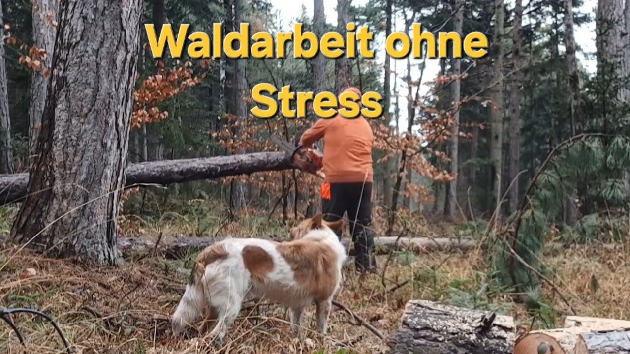 Windwurf aufarbeiten #waldarbeit #huizwuam 