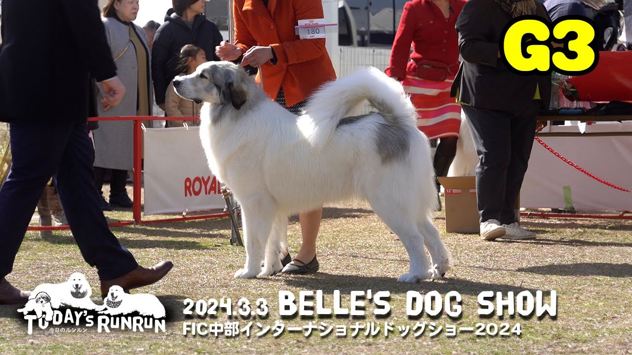 ベルのドッグショー　FCI中部インターナショナルドッグショー 2024　Great Pyrenees　グレートピレニーズ
