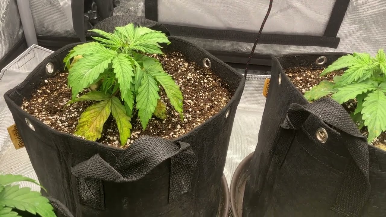 Kronk Nutrients -- Auto Flower