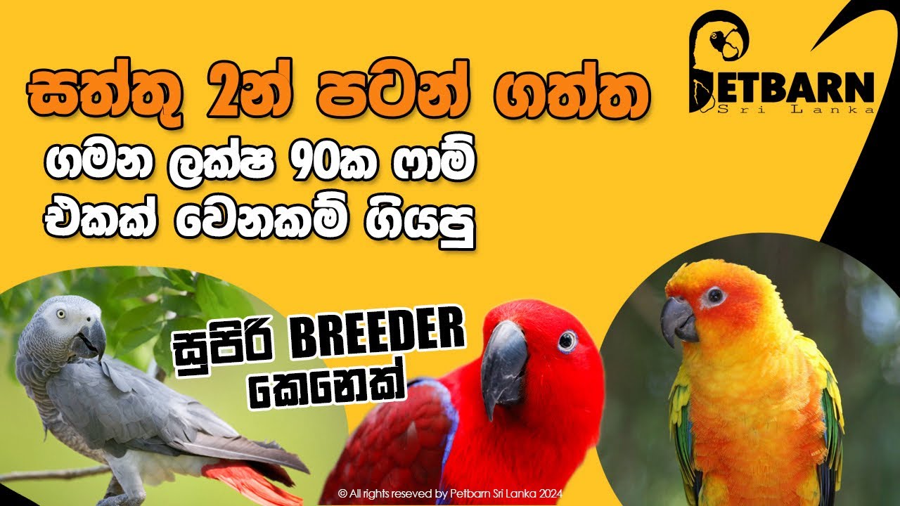 සත්තු දෙන්නෙක්ගෙන් පටන් අරන් දැන් ලක්ෂ 90කට වඩා සත්තු ඉන්න රාගම Mr. Shanaka -meet a breeder epi 01