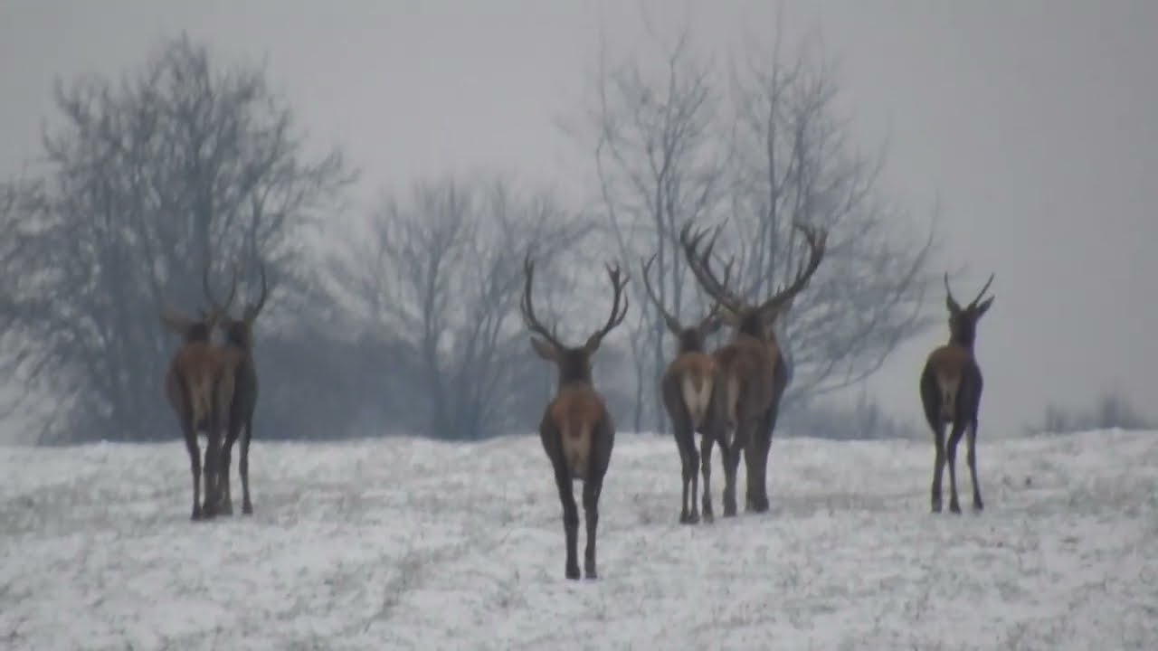 Stado jeleni niespiesznie wędruje po polu | Cervus elaphus