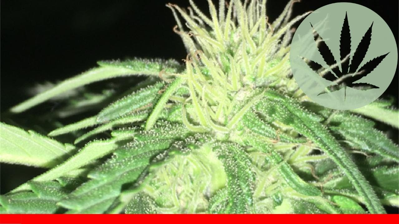 Oregon Diesel - All About This Strain