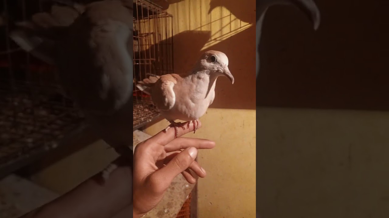 baby Dove 🕊️💗 