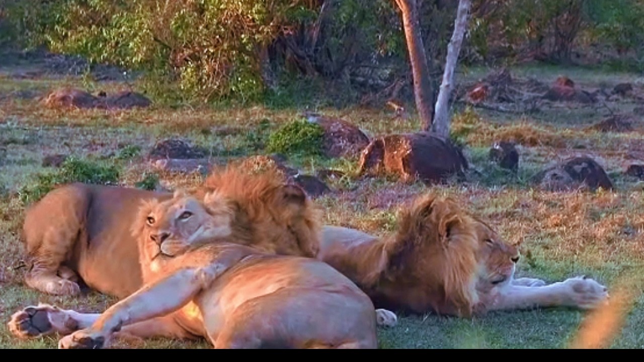One of them got attacked today by Rongai Males | Ilkisiausiau Sub Adult Male Lions | 1 February 2026