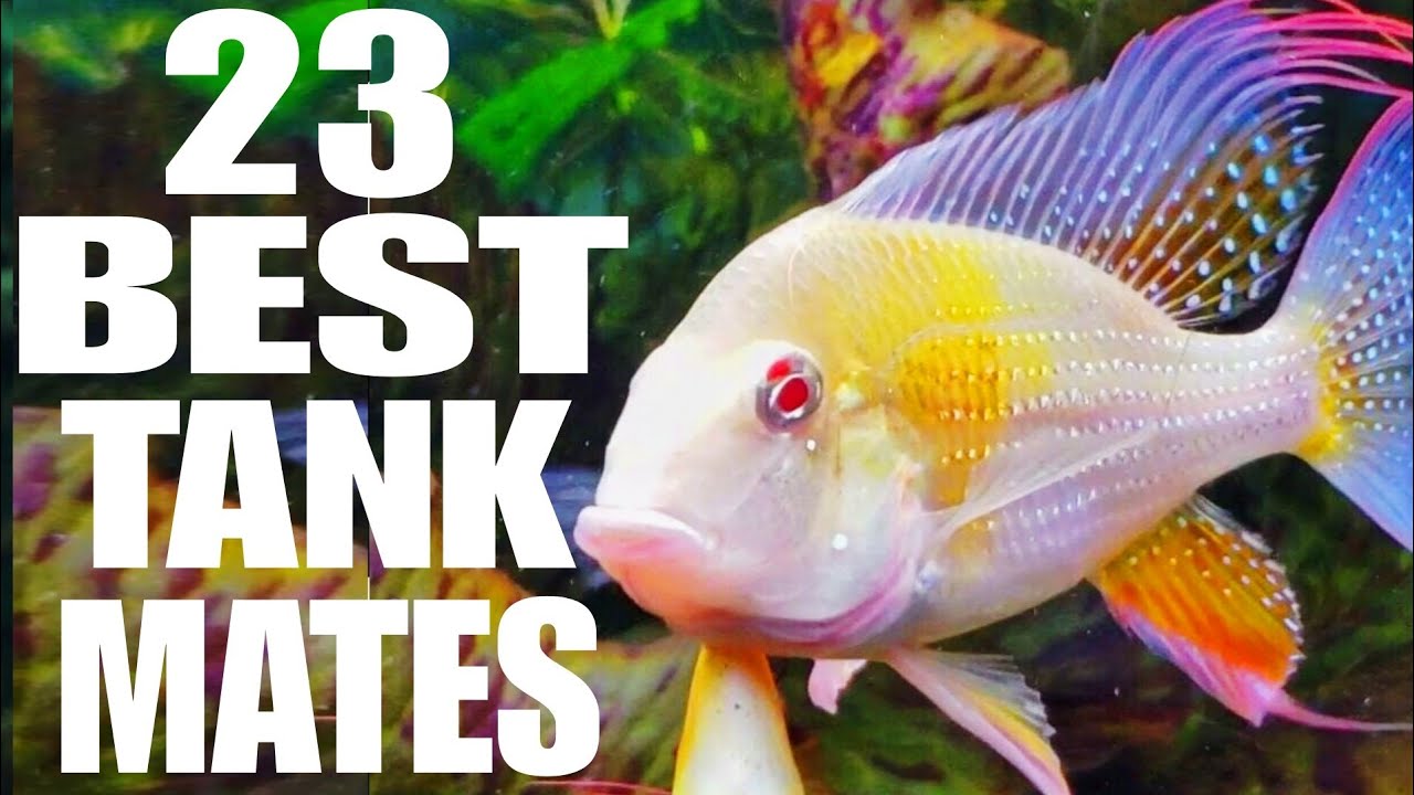 23 Tank Mates That Can Live with Albino Heckelii (Must Know Before Buying!)