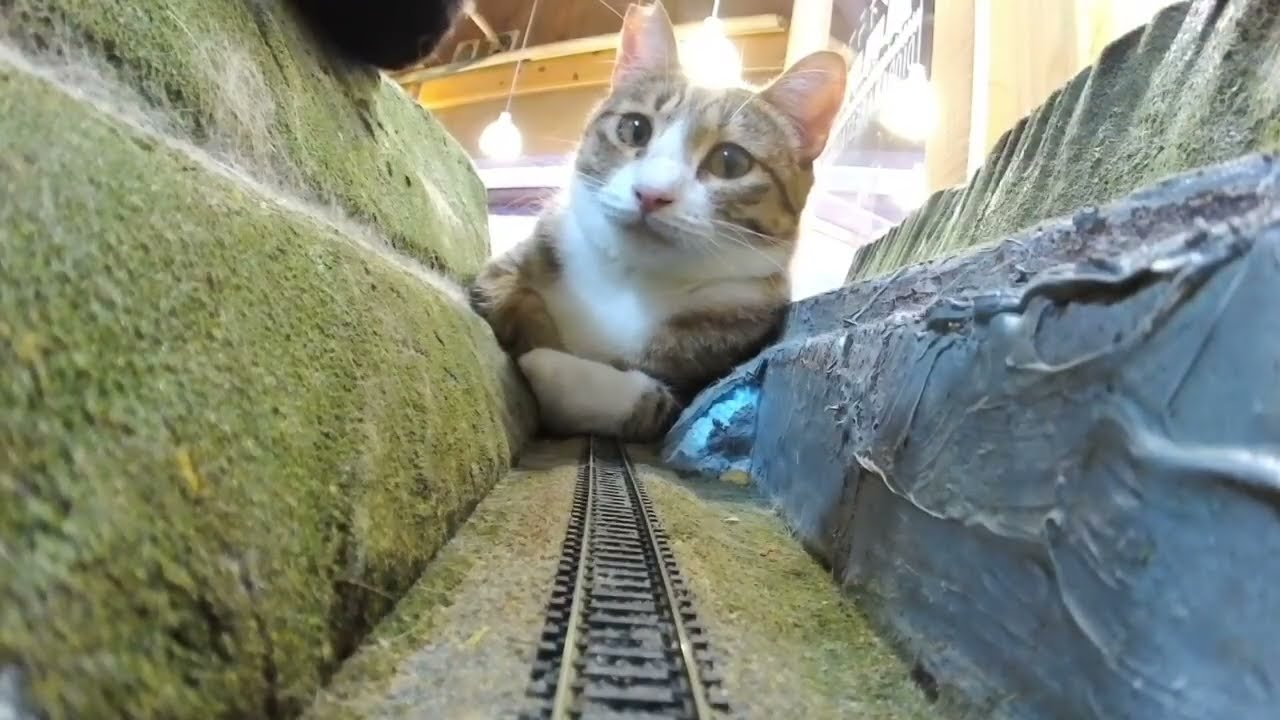 Tiny Trains & Rescue Cats 🐾 Help Us Save More Lives – PayPal Support Welcome