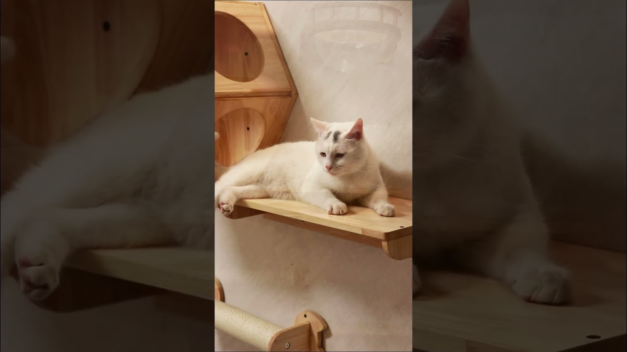 Hexagon Cat Shelf Set, Cat Wall Furniture for Large Cats