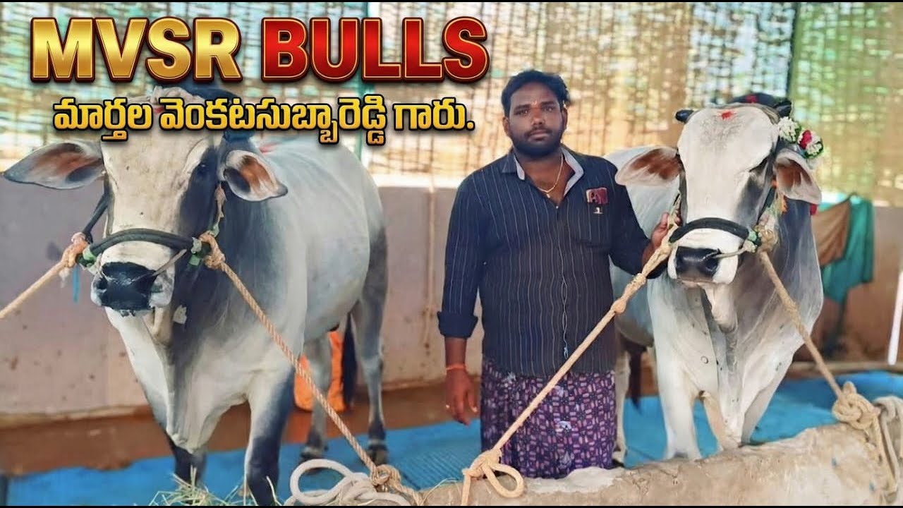 🚩16/2/26అల్లాడుపల్లె సీనియర్స్ 6జత