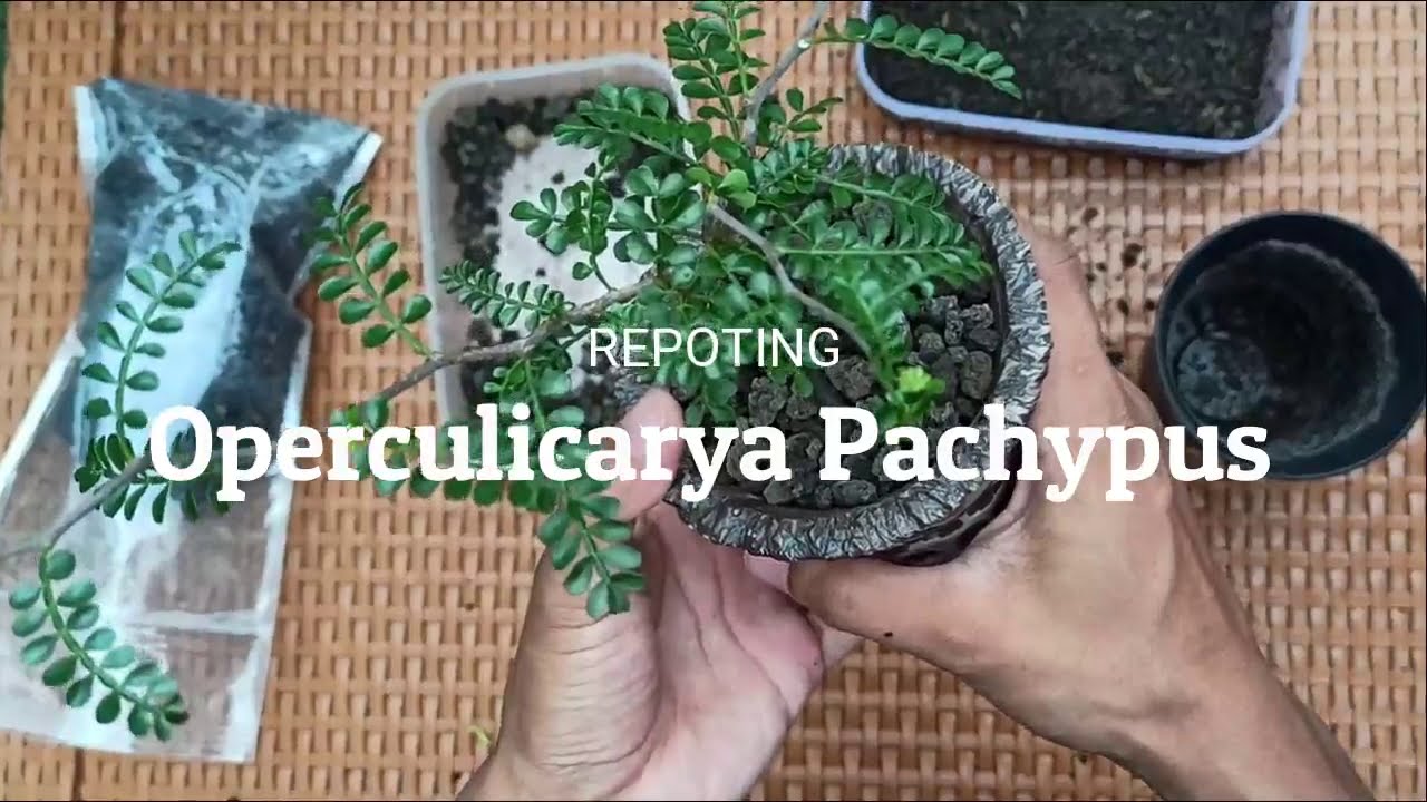 Repoting Operculicarya Pachypus | Ganti Media Tanam Operculicarya Tanaman Endemik Madagaskar