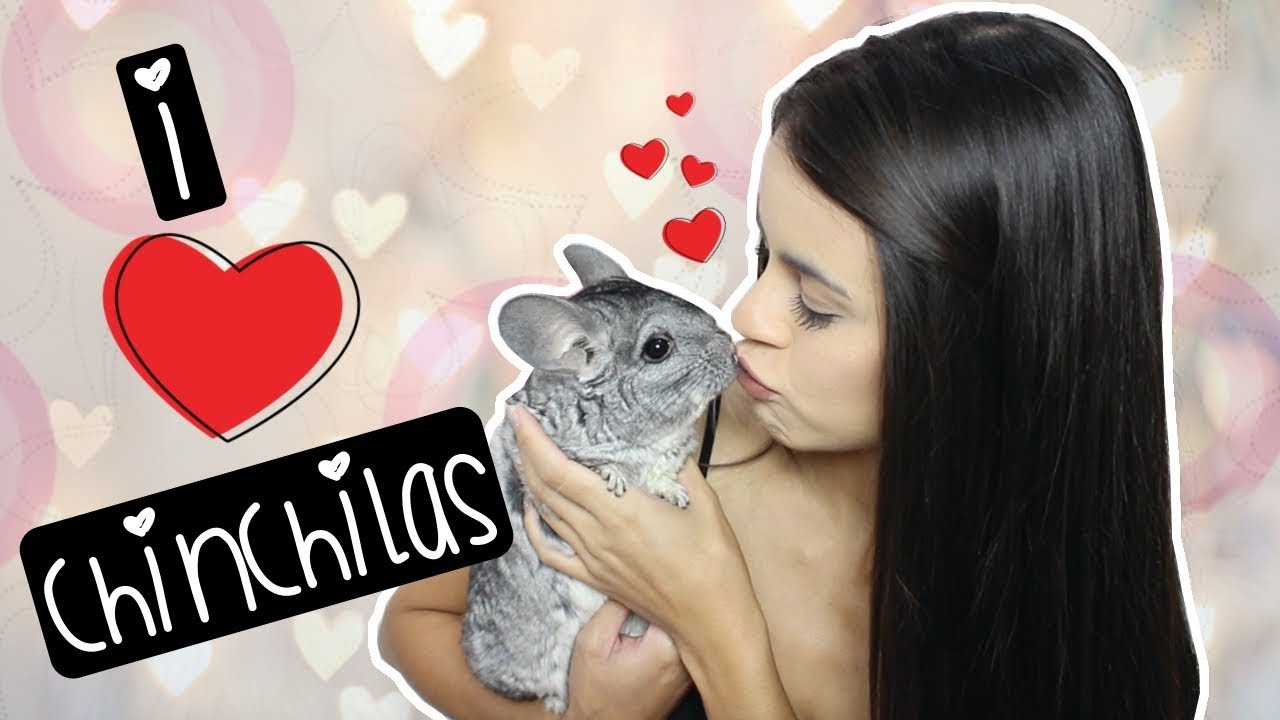 COMO É TER UMA CHINCHILA | by Carla Soares