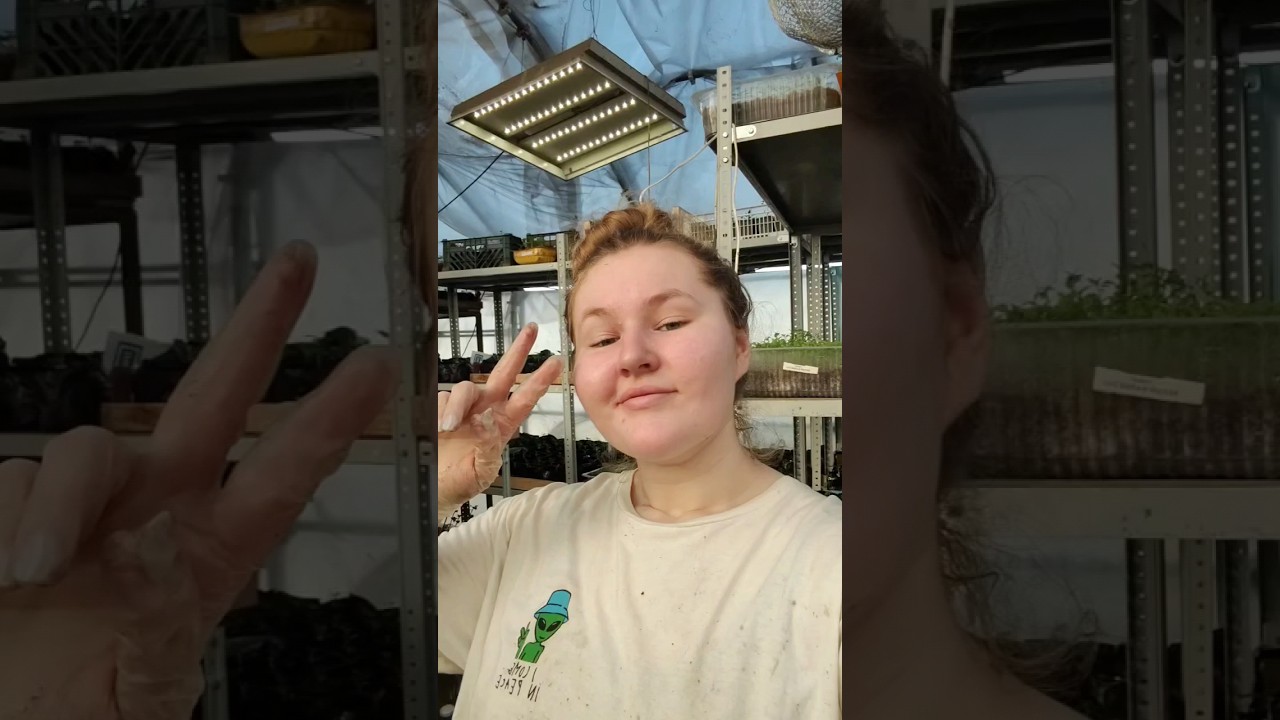#seedlings #family #greenhousebusiness #greenhouse #vegetablegarden #petunia #business
