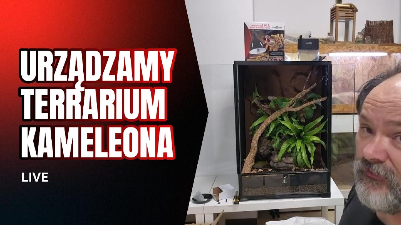 Urządzamy terrarium kameleona